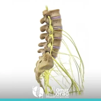 الفقرة الثالثة في العمود الفقري