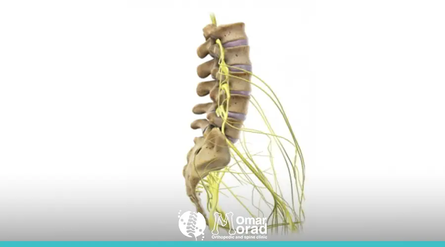الفقرة الثالثة في العمود الفقري